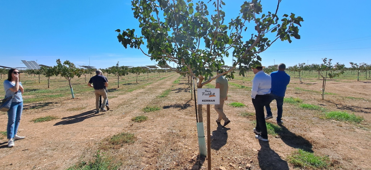 Un proyecto europeo liderado por la UPCT lleva a Tomelloso la digitalización del cultivo del pistachero